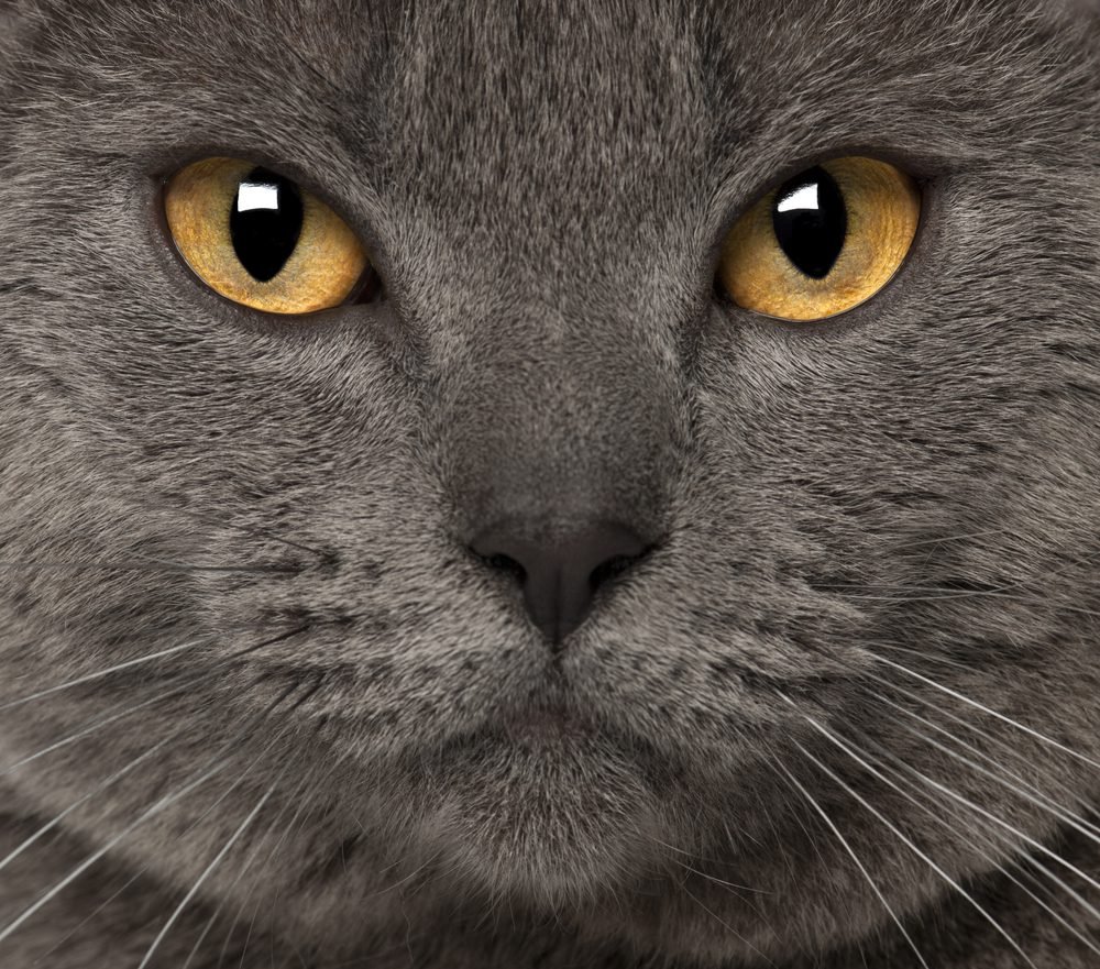 Gato Chartreux 1