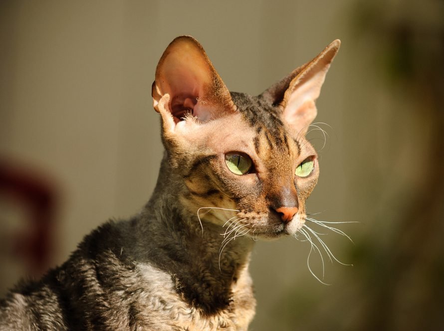 Gato Cornish Rex 1