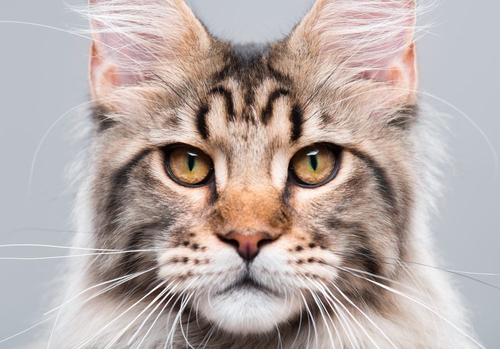 Gato Maine Coon 1