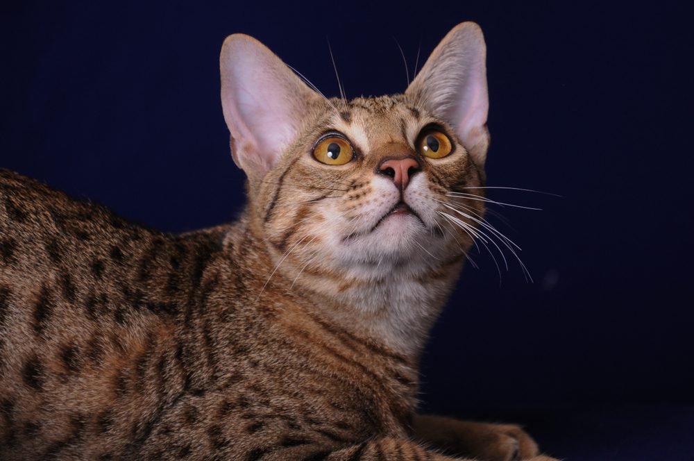 Gato Ocicat 1