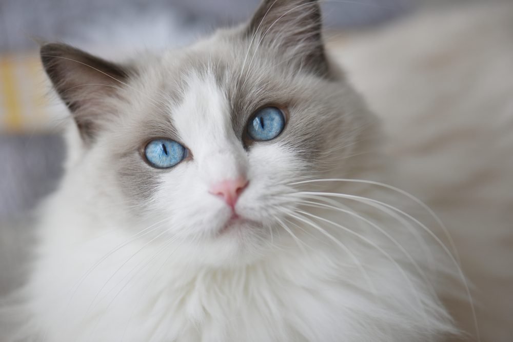 Gato Ragdoll 1