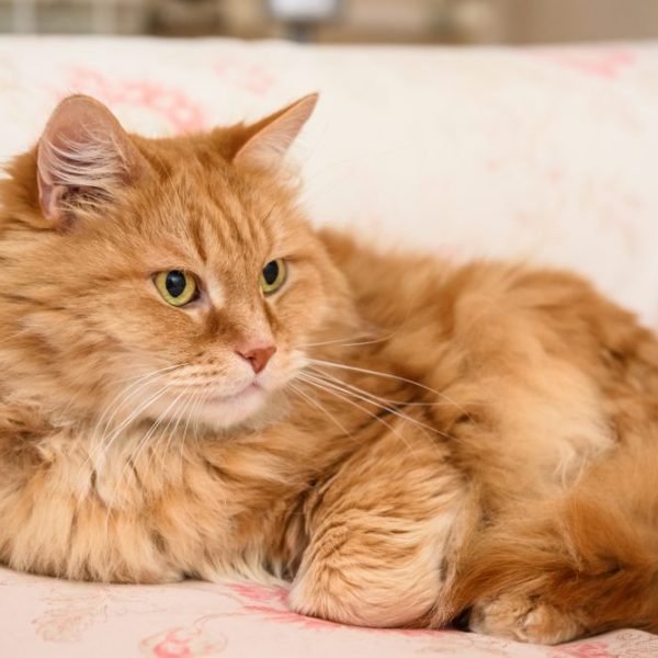 Gato Bobtail Americano 2