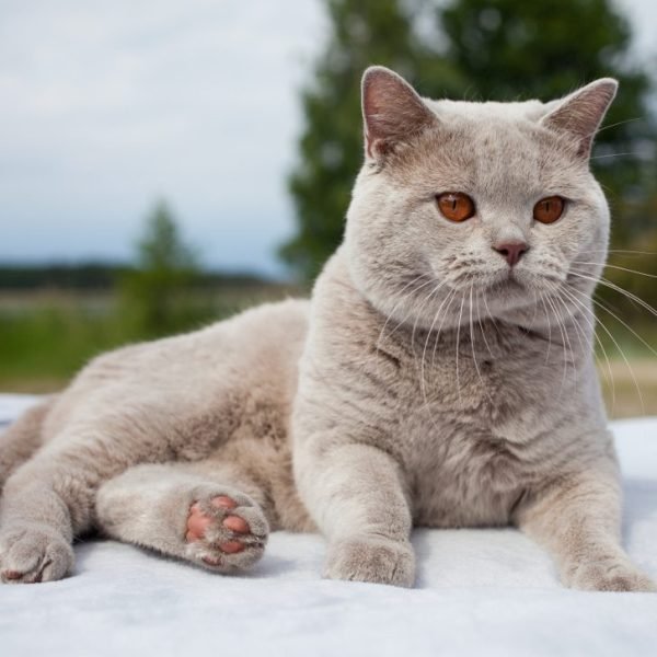 Gato Británico de Pelo Corto 2