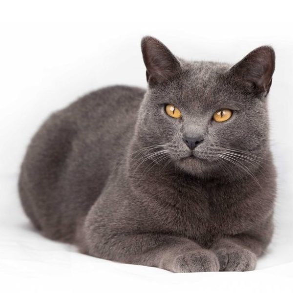 Gato Chartreux 2