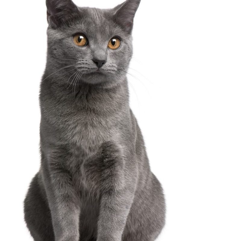 Gato Chartreux 4