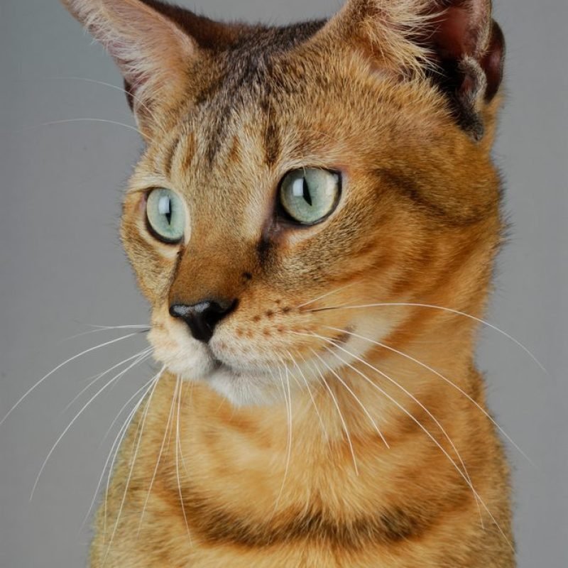 Gato Chausie 4