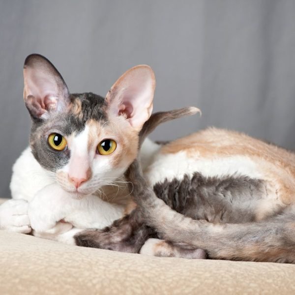 Gato Cornish Rex 2