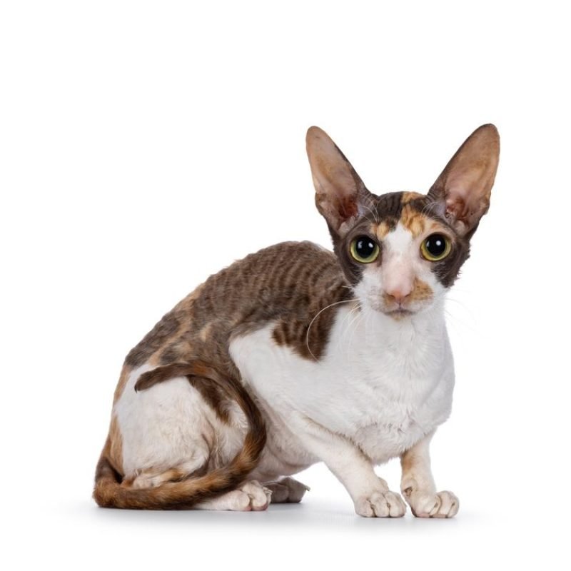 Gato Cornish Rex 4