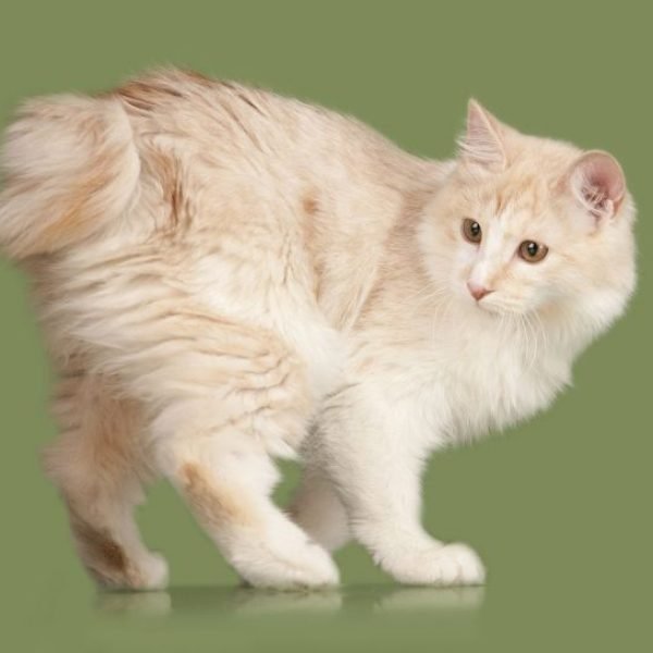 Gato Kurilian Bobtail 2