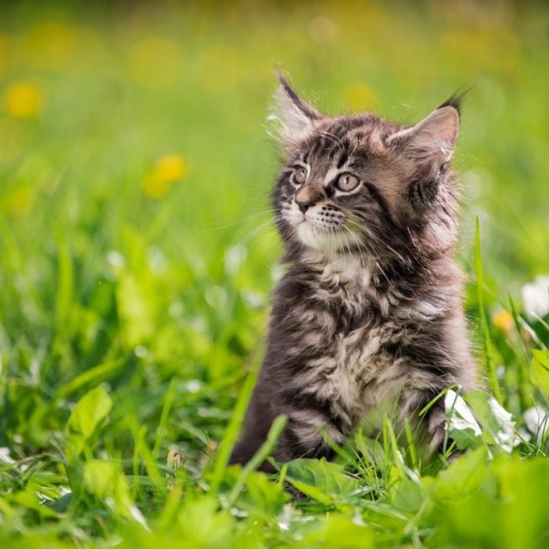 Gato Maine Coon 4