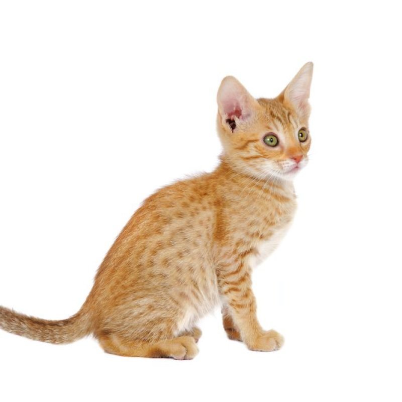 Gato Ocicat 4