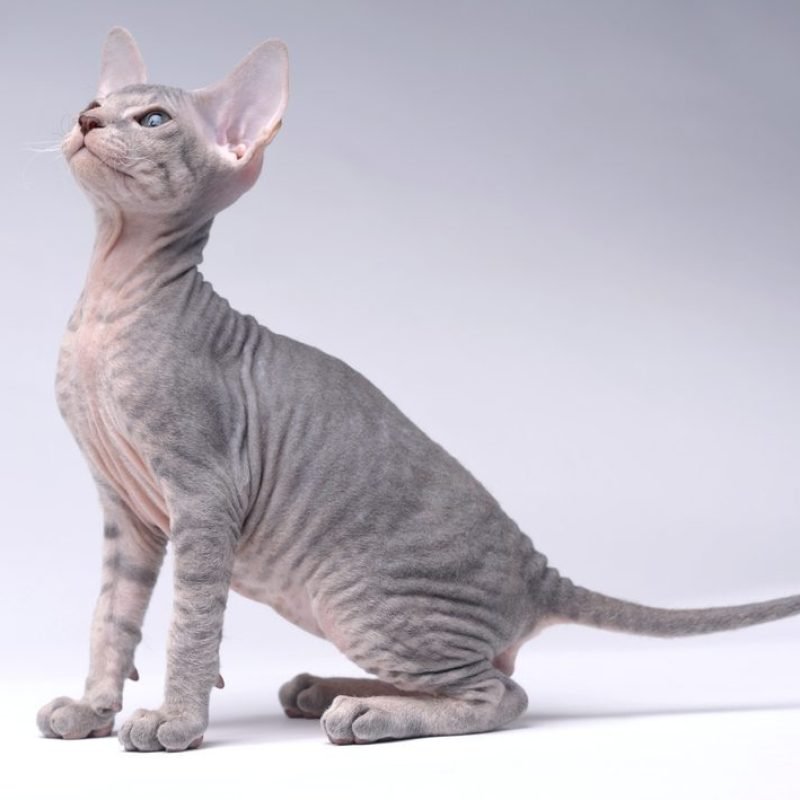 Gato Peterbald 4