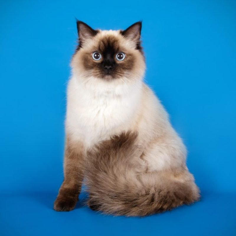 Gato Ragdoll 4