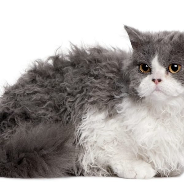 Gato Selkirk Rex 2