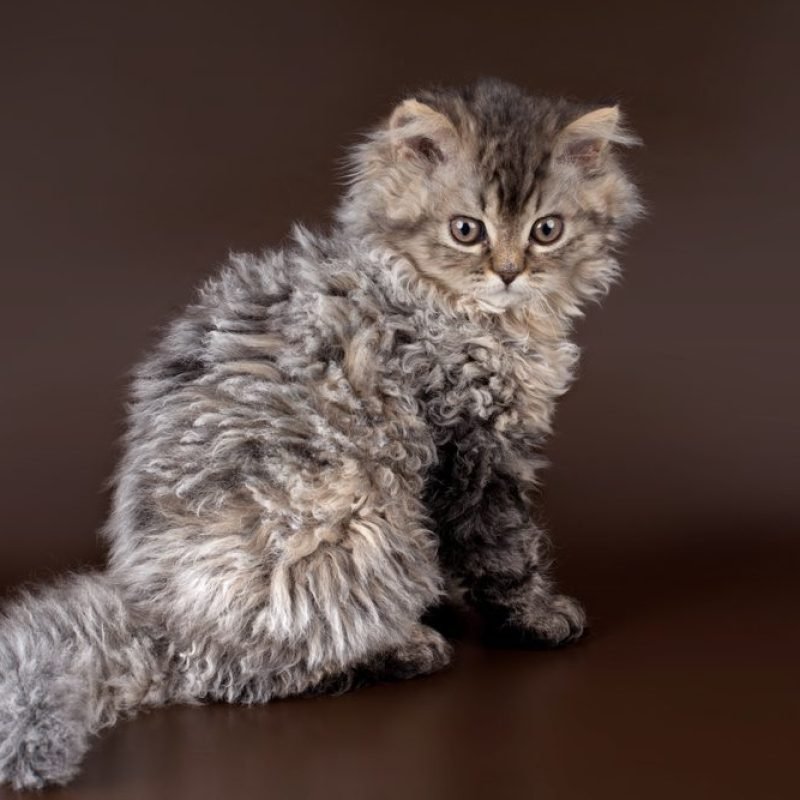 Gato Selkirk Rex 4