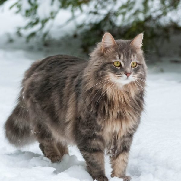 Gato Siberiano 2