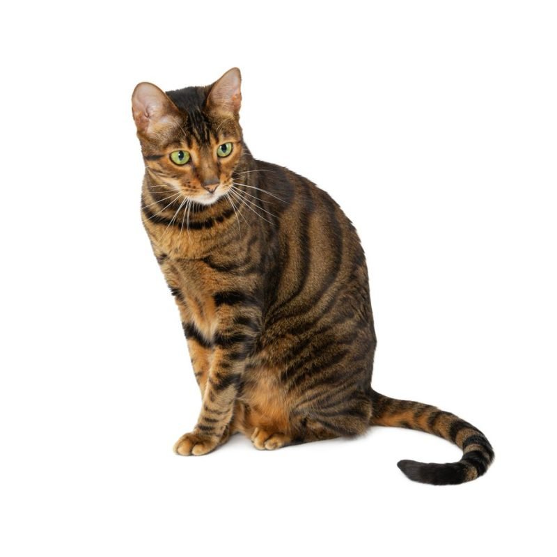 Gato Toyger 4